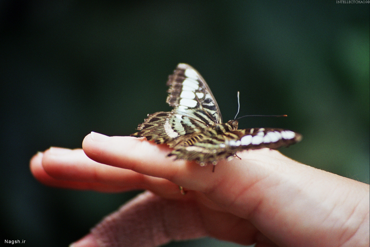 پروانه بر روی دست